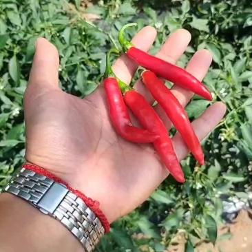 鲜辣椒