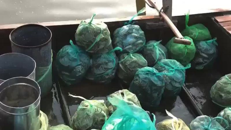 螃蟹，大闸蟹，微山湖