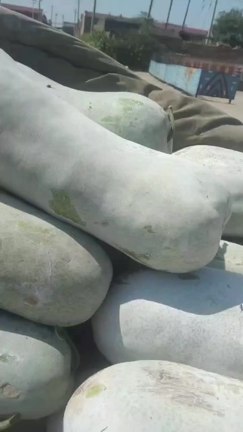 冬瓜