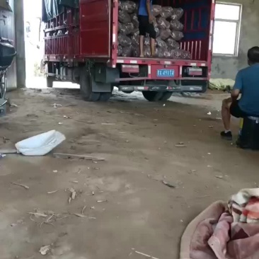 板栗红薯大量上市要的老板联系