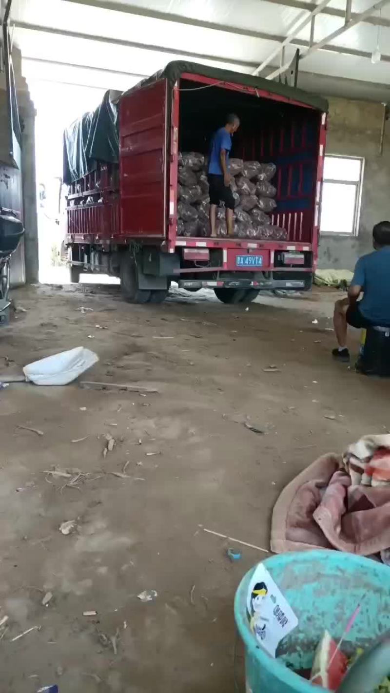板栗红薯大量上市要的老板联系