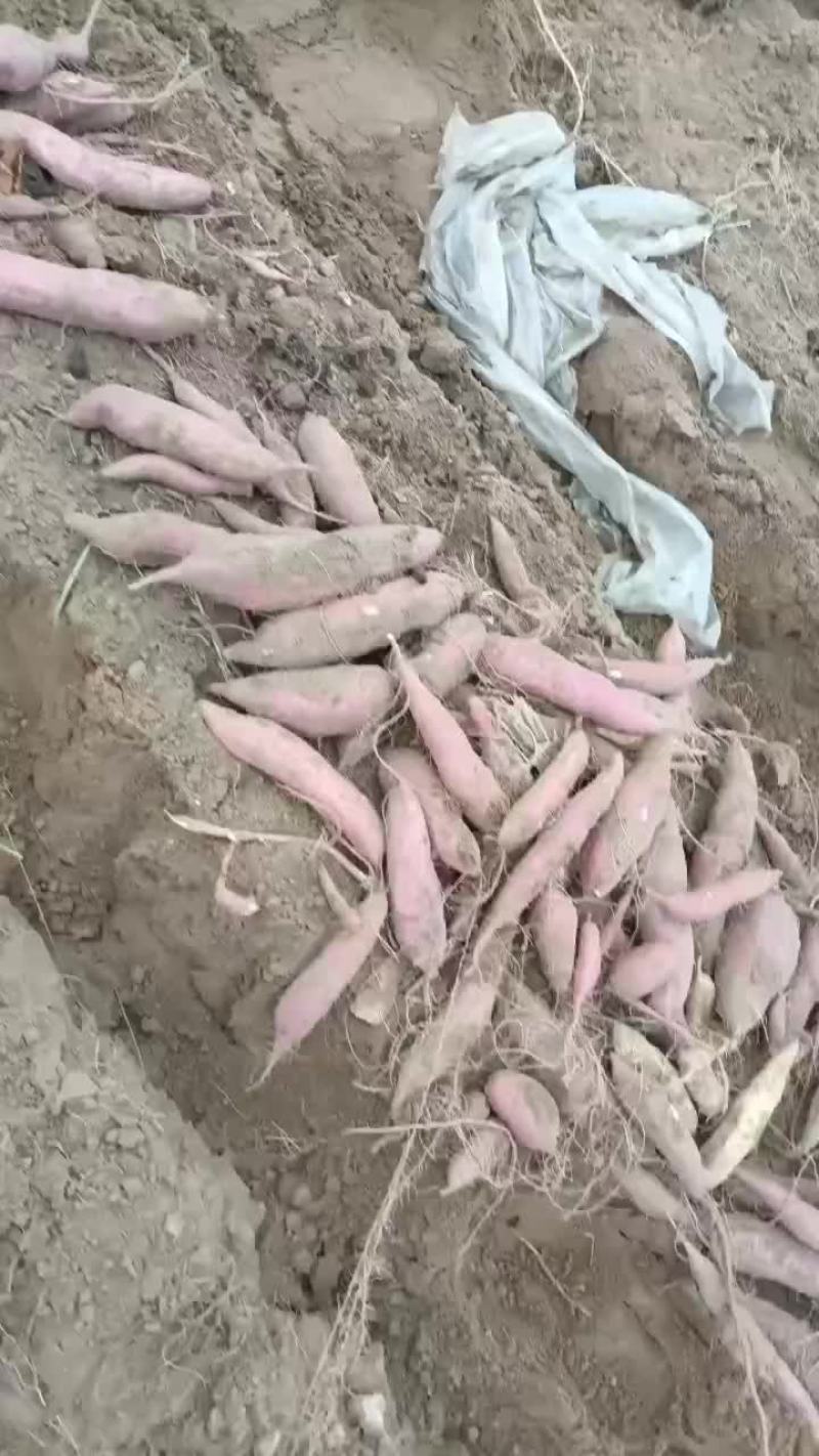 板栗红薯大量上市要的老板联系