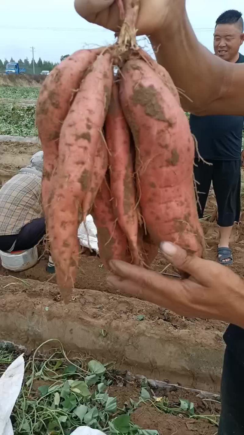 板栗红薯大量上市要的老板联系