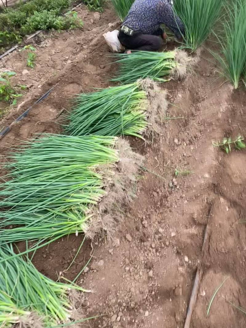 万秀香葱