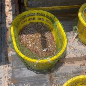 对虾