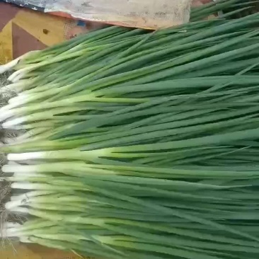 精品香葱价格便宜有需要的老板来吧