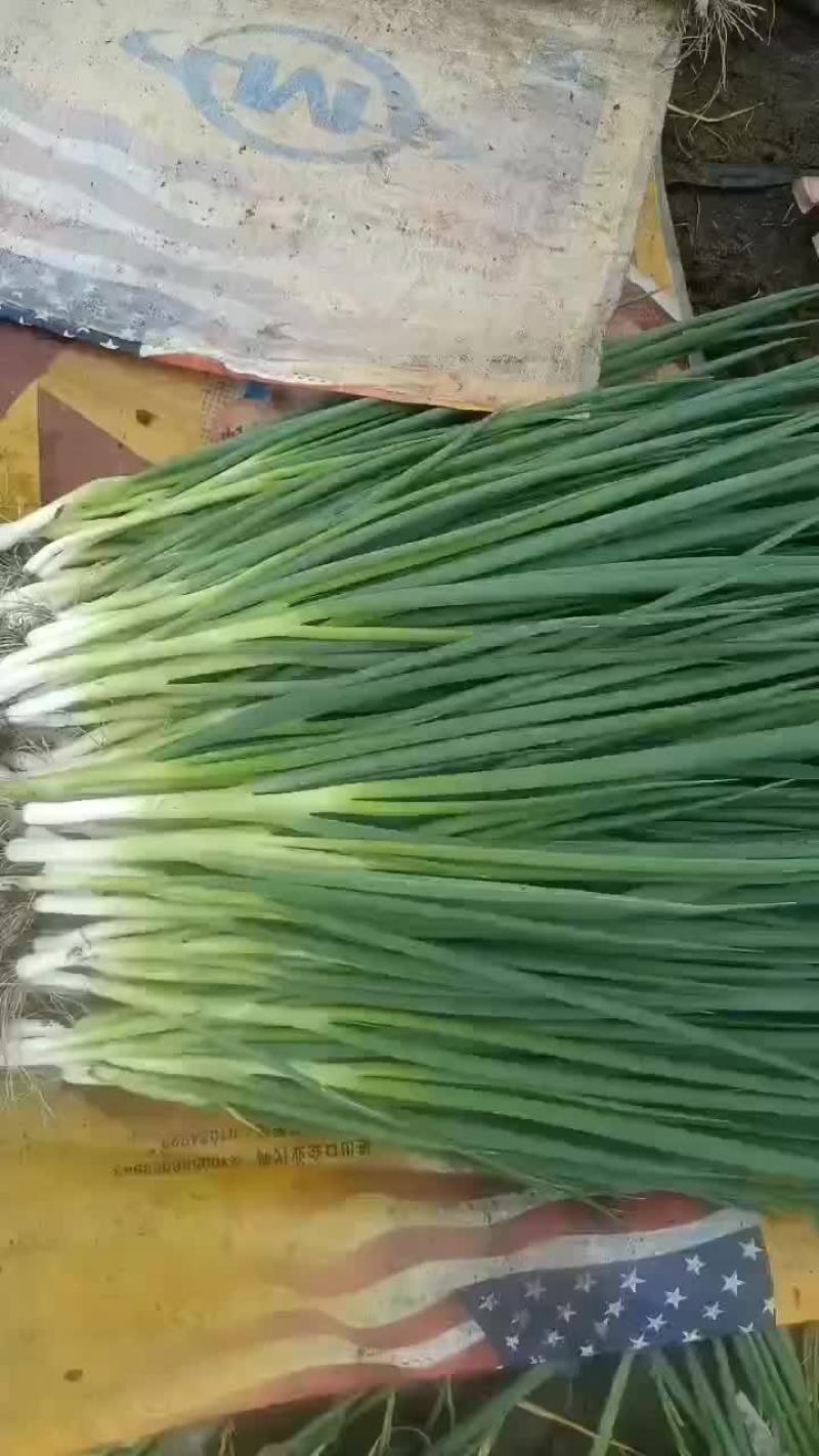 精品香葱价格便宜有需要的老板来吧