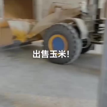 大量出售23年干玉米！质量标准：水