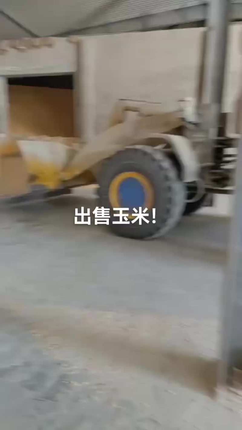 大量出售23年干玉米！质量标准：水