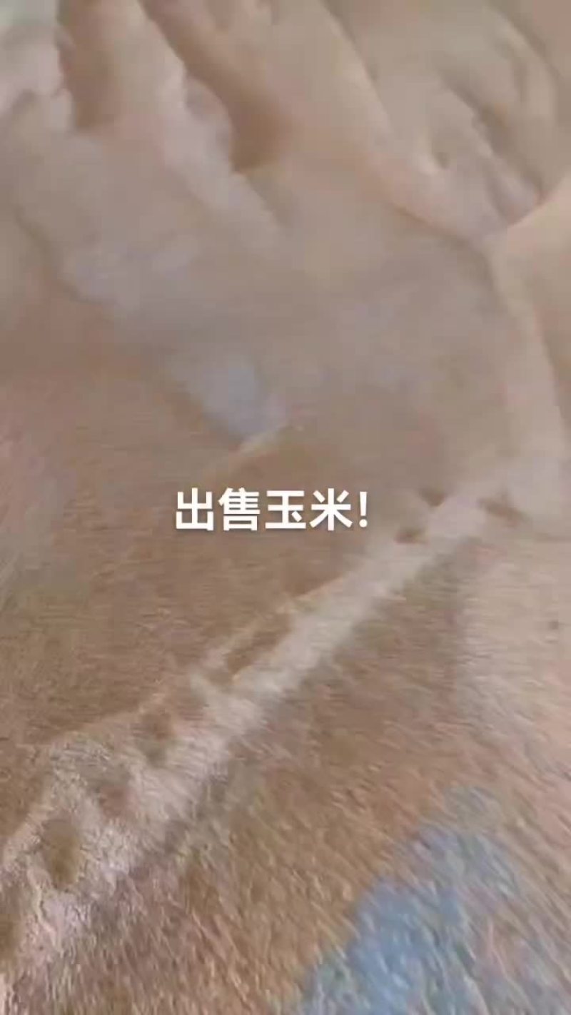 大量出售23年干玉米！质量标准：水