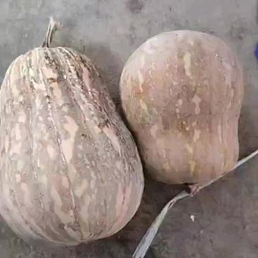 小金香南瓜大量共应需要的联系