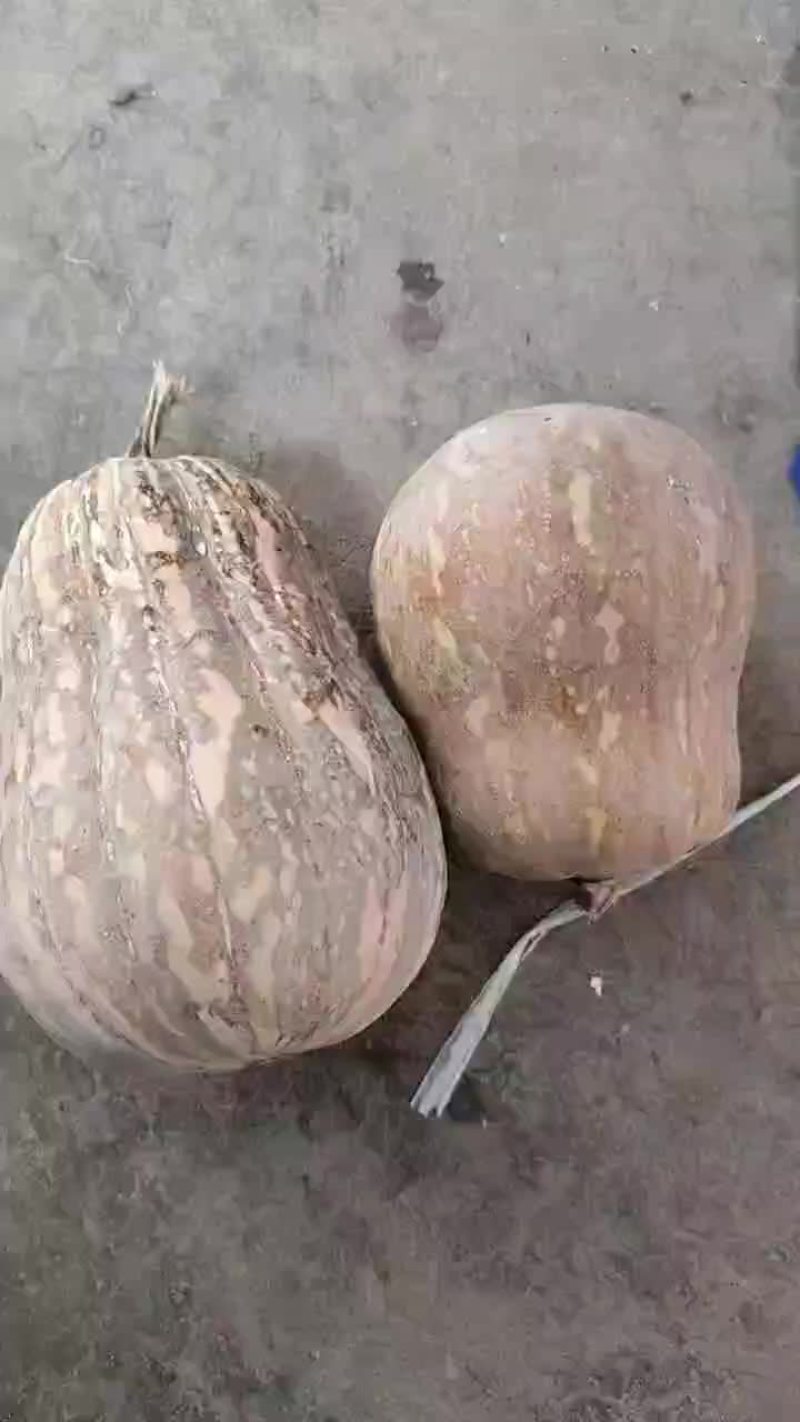 小金香南瓜大量共应需要的联系
