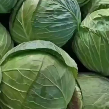 大包菜便宜需要的联系