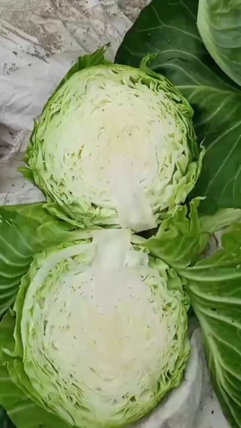 大包菜便宜需要的联系
