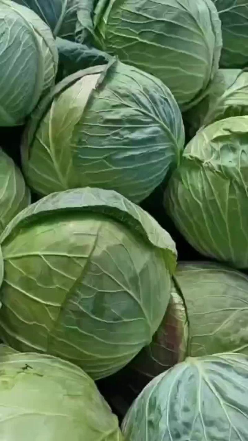 大包菜便宜需要的联系