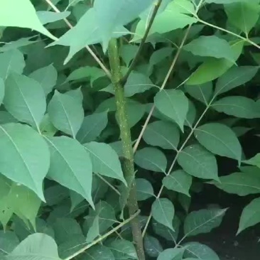 黄柏苗