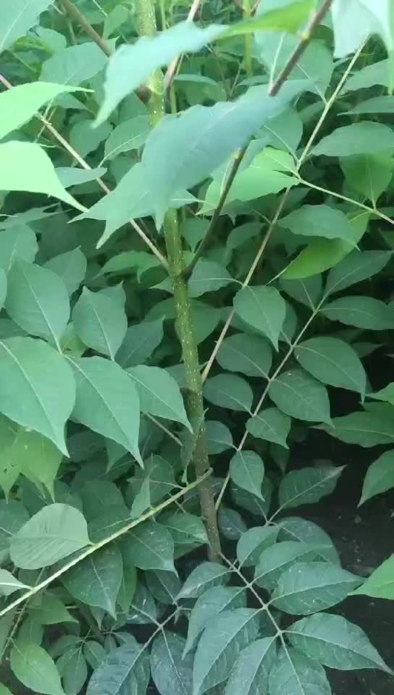 黄柏苗
