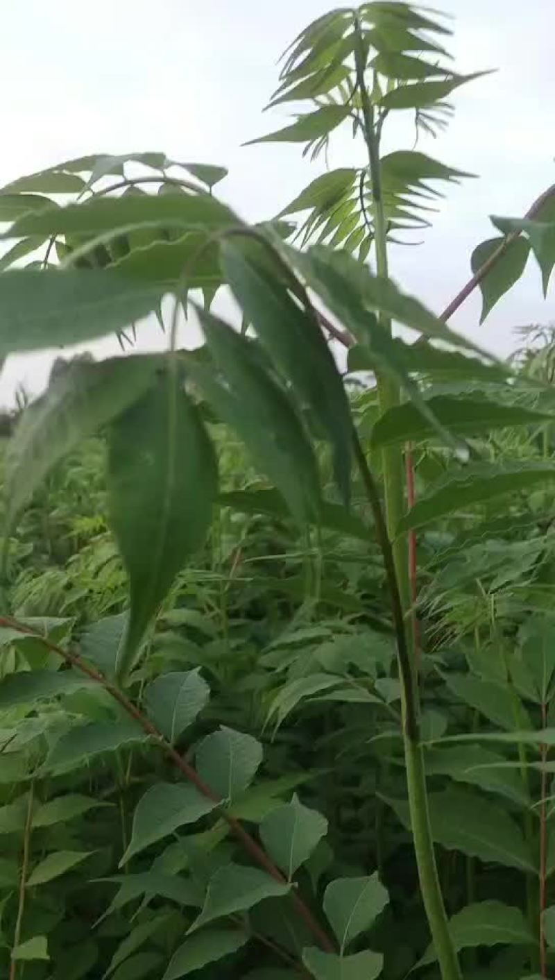 黄柏苗