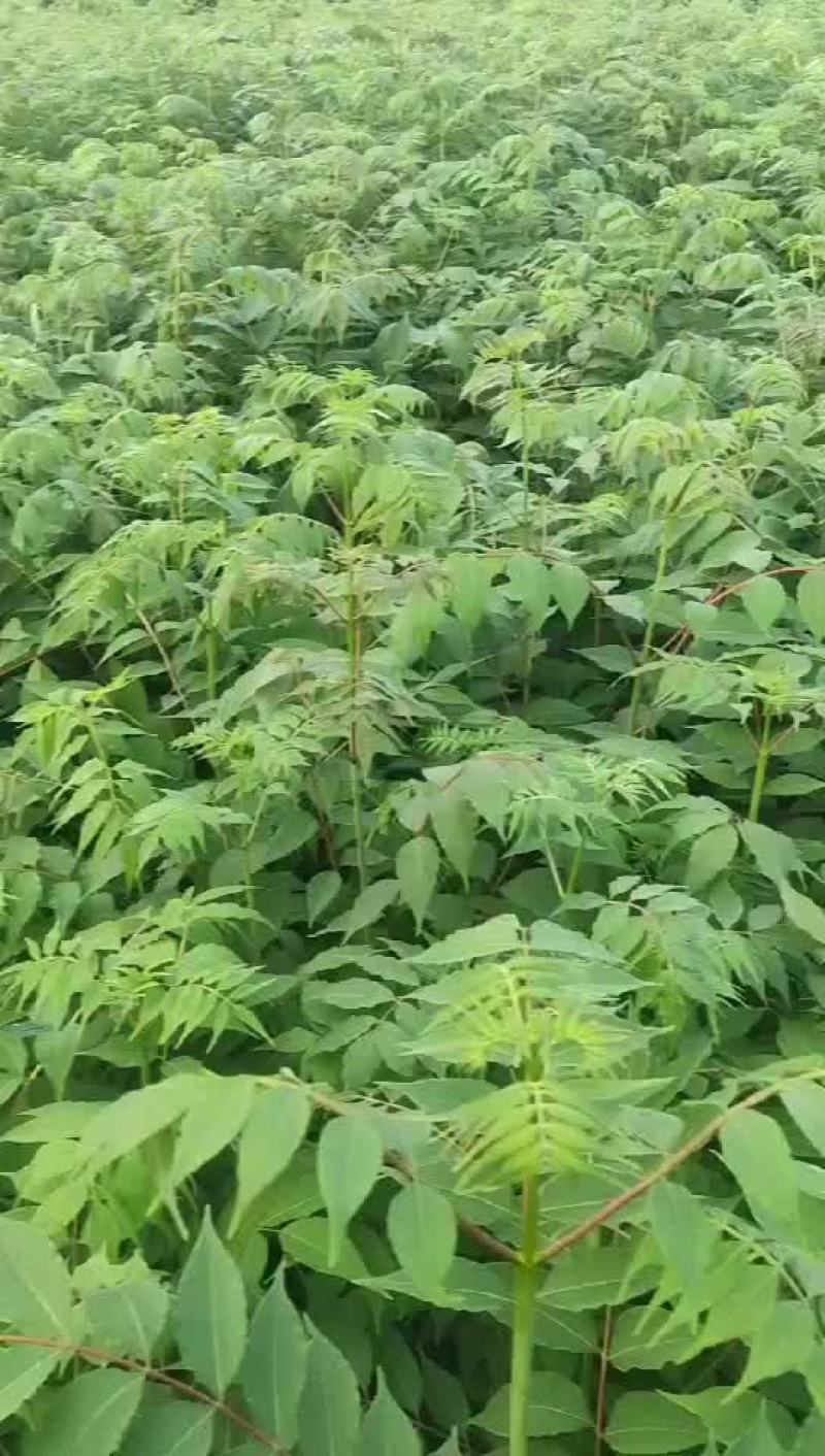 黄柏苗