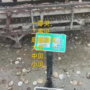 扇贝