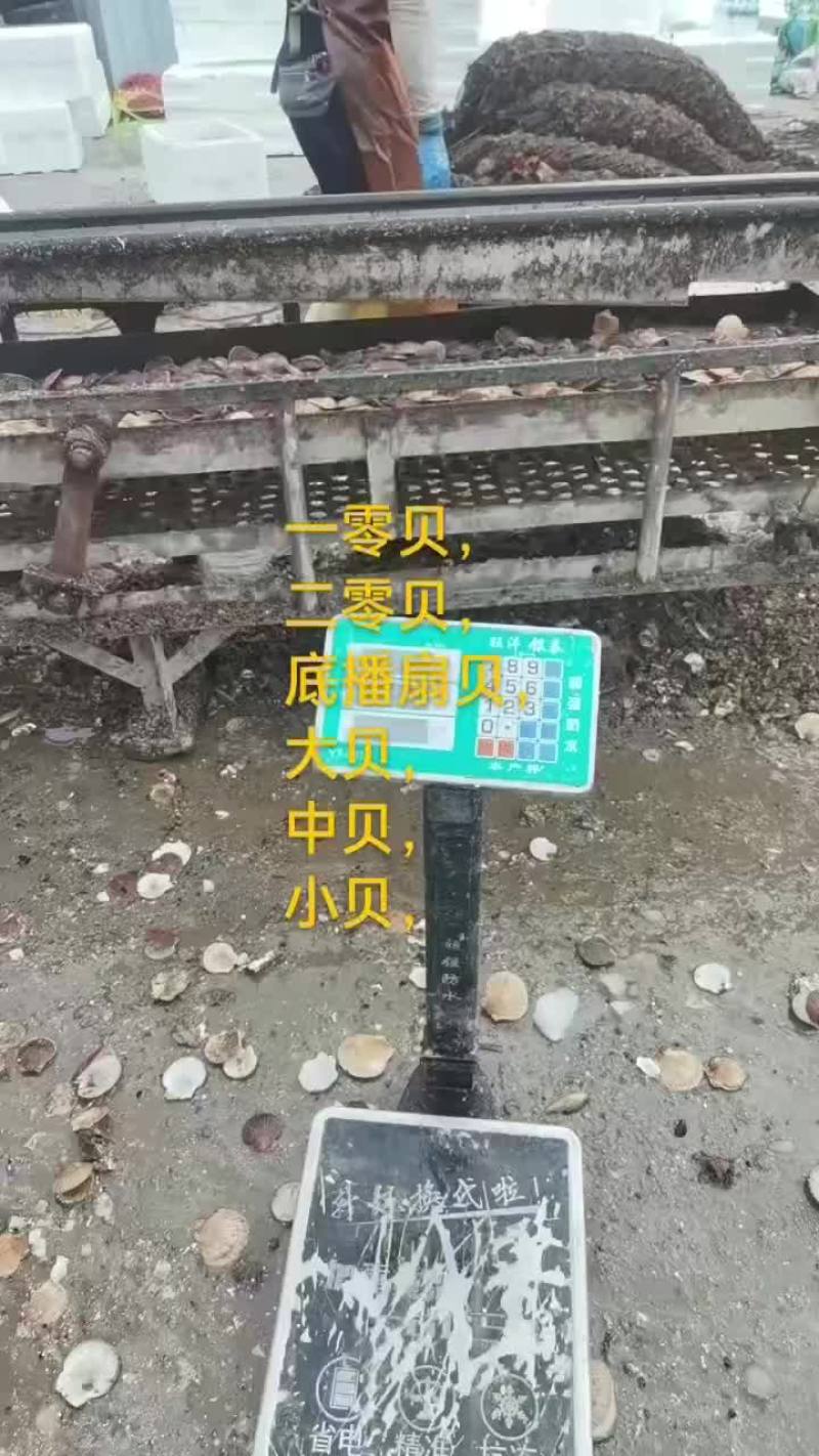 扇贝