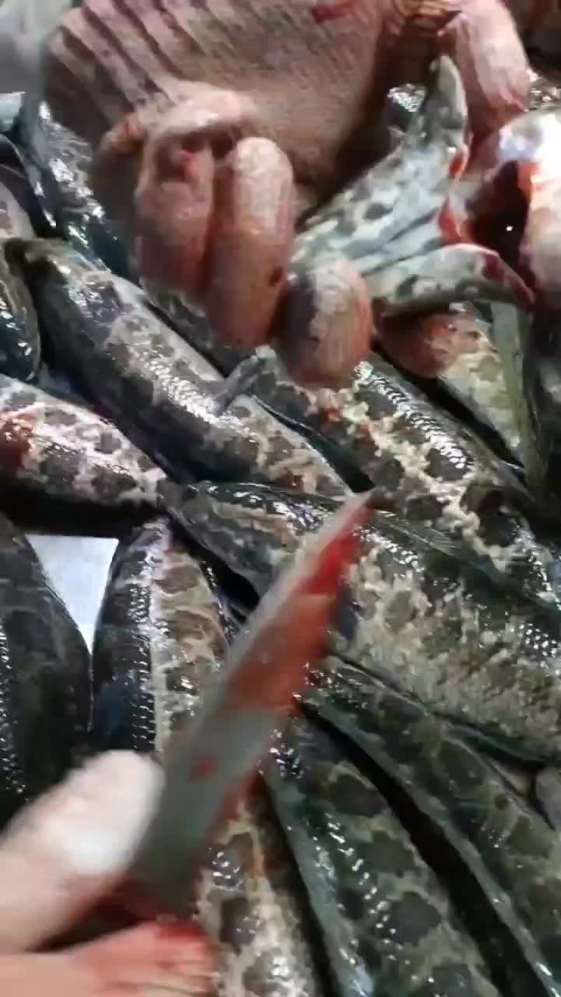 黑鱼柳
