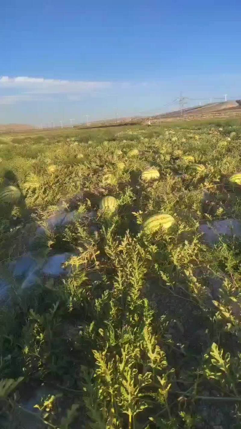 宁夏硒砂瓜