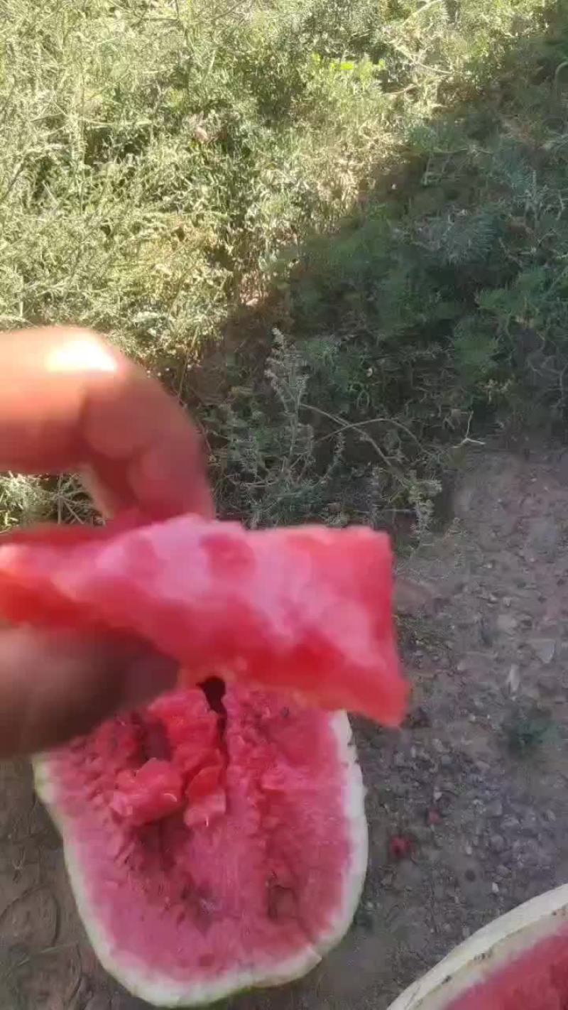 宁夏硒砂瓜