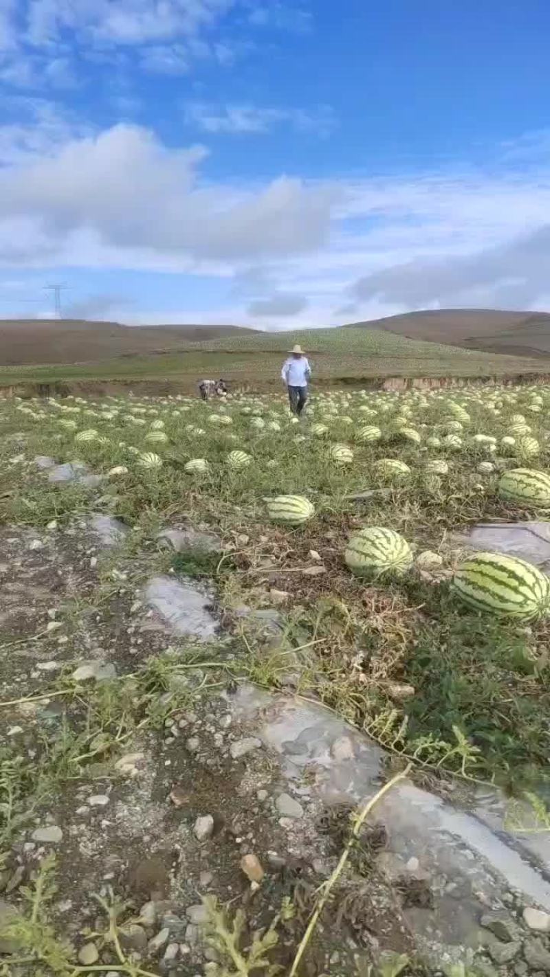 宁夏硒砂瓜