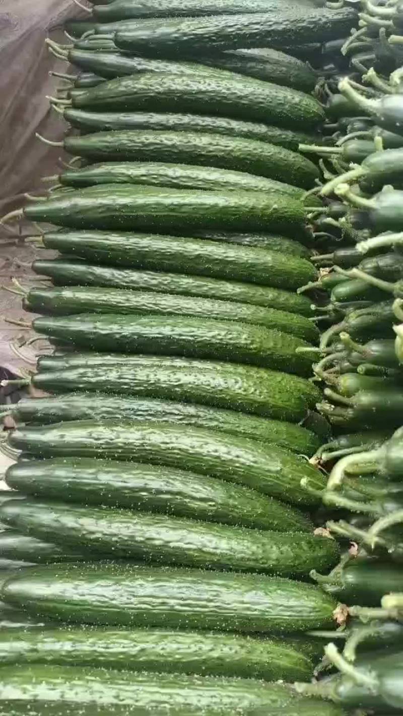 黄瓜大量上市，价格低，低低。七毛一斤。