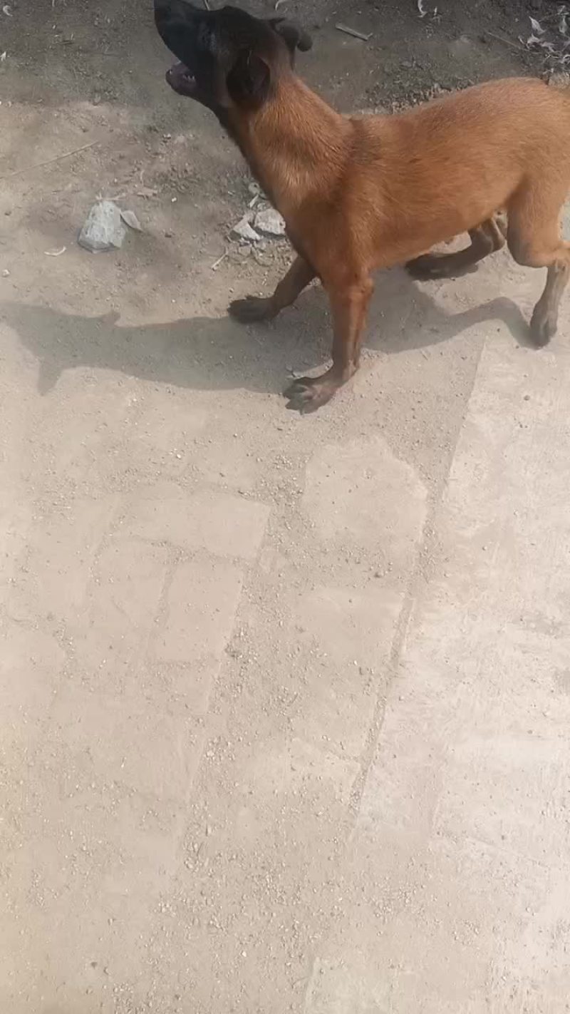 宠物