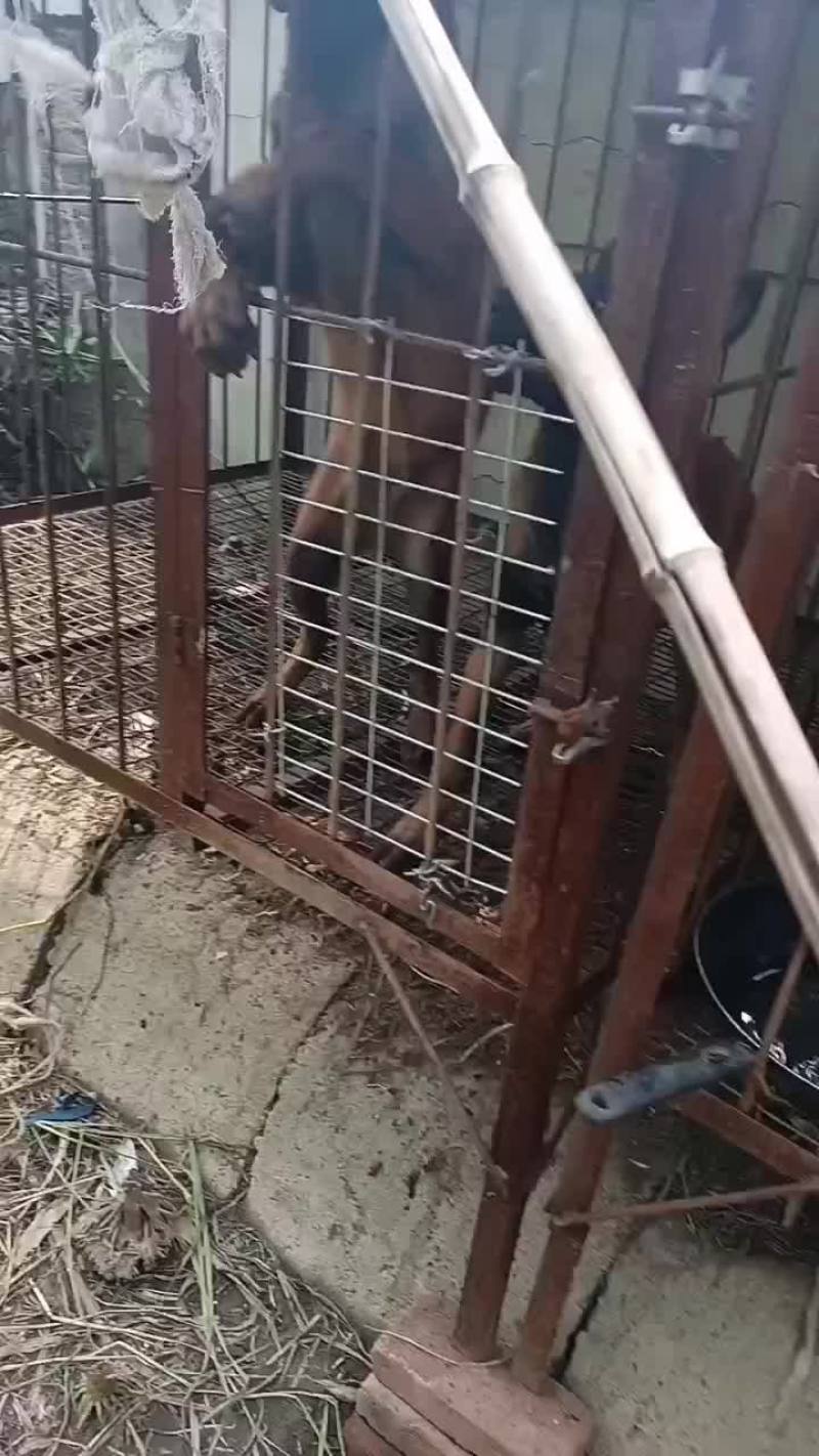 宠物