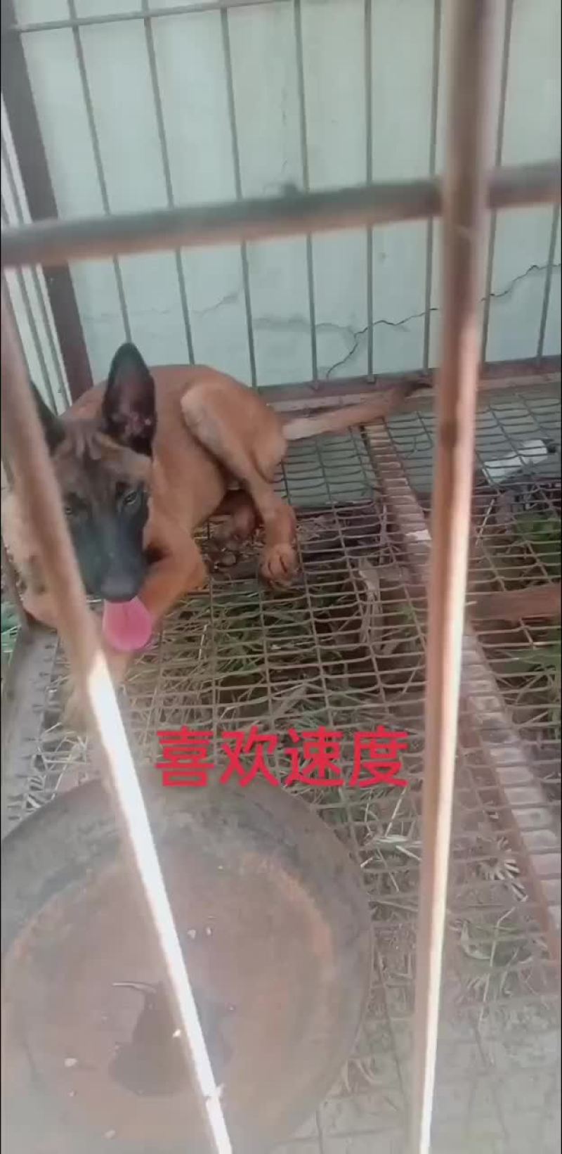 宠物