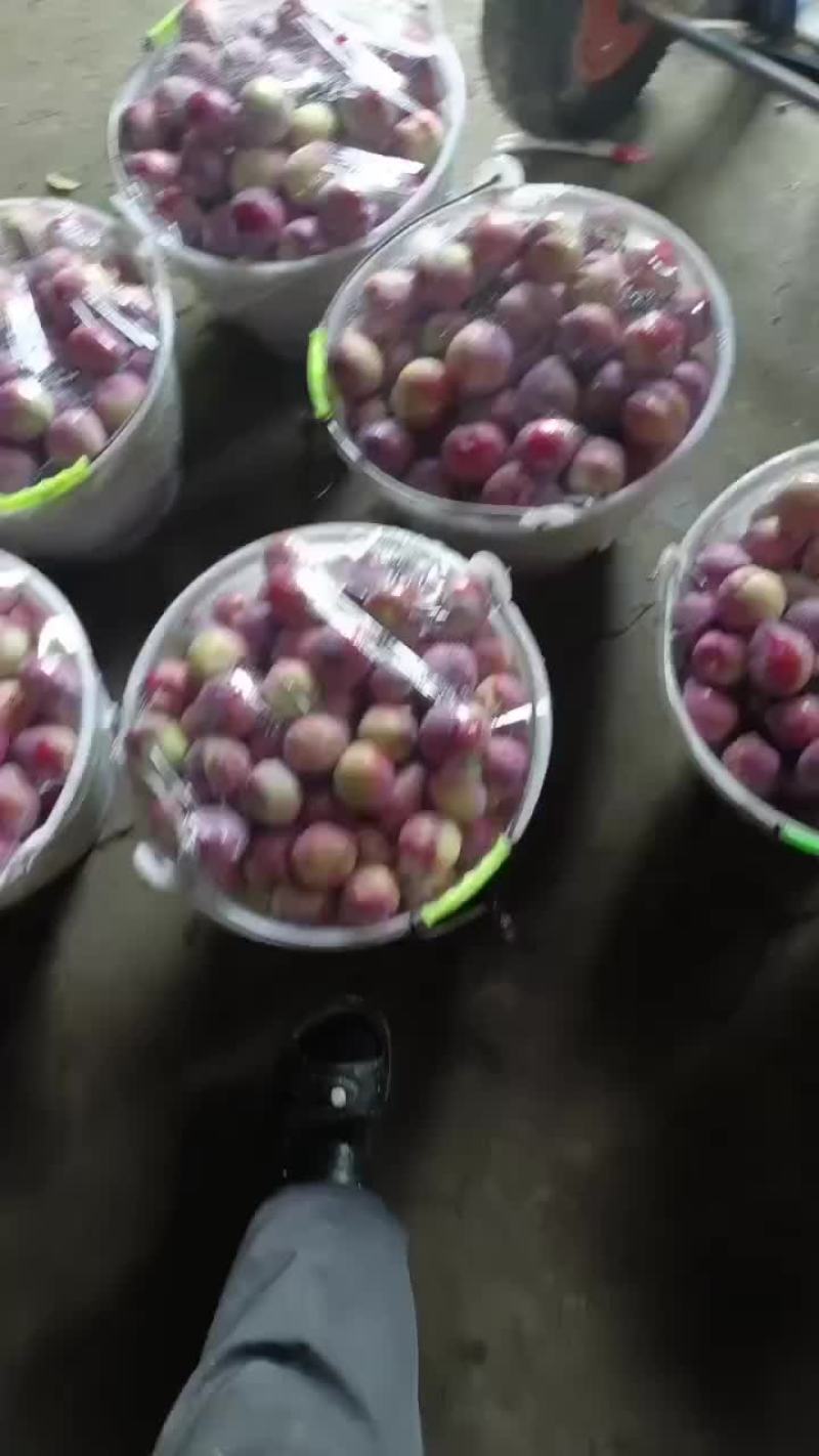 吉盛李子