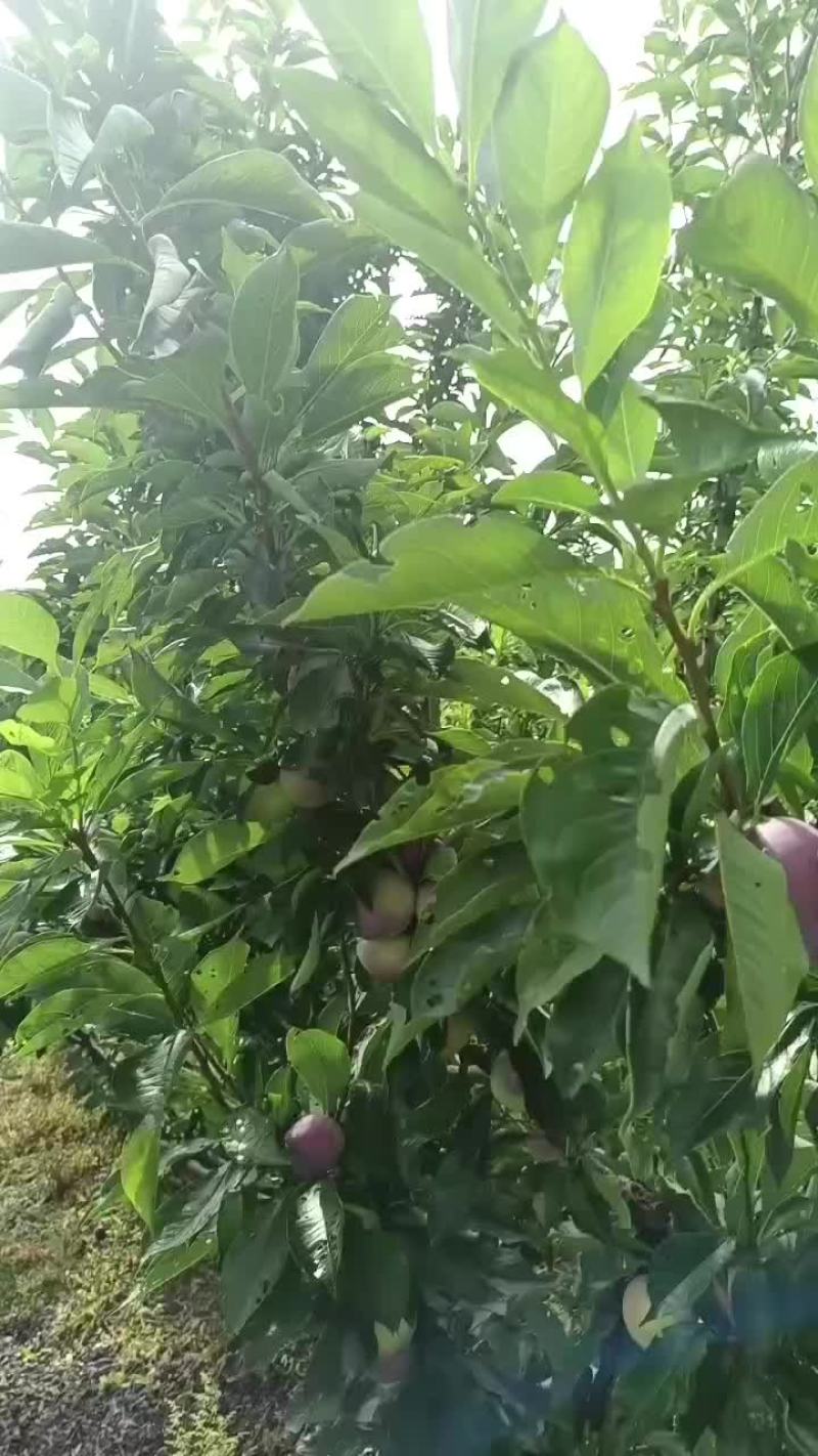 吉盛李子