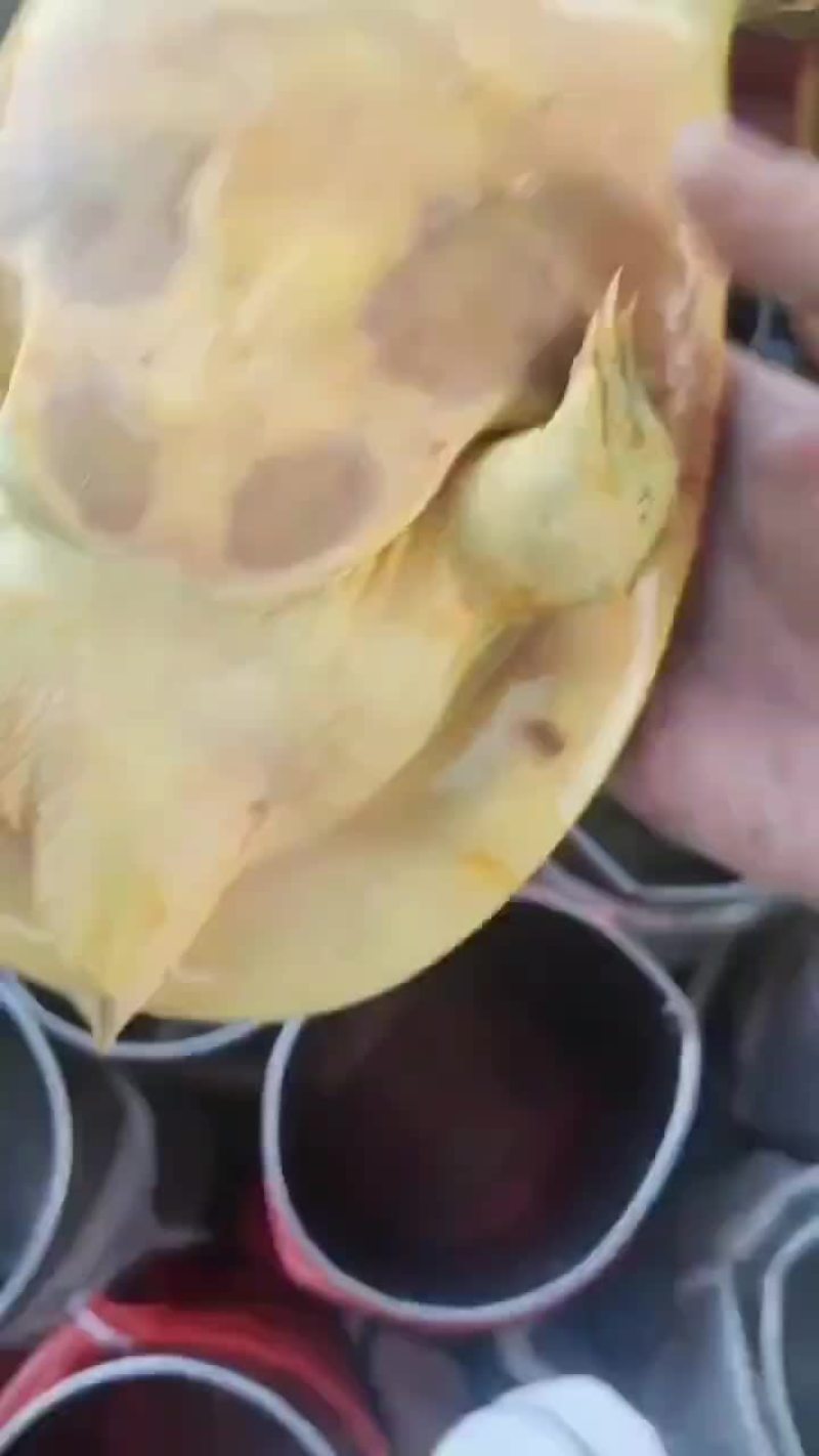 大量批发甲鱼