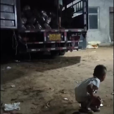 板栗红薯大量上市要的老板联系