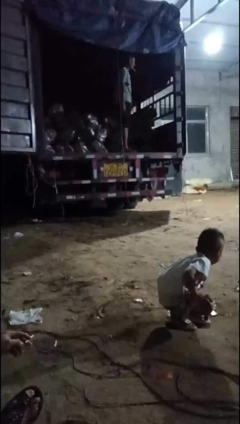 板栗红薯大量上市要的老板联系