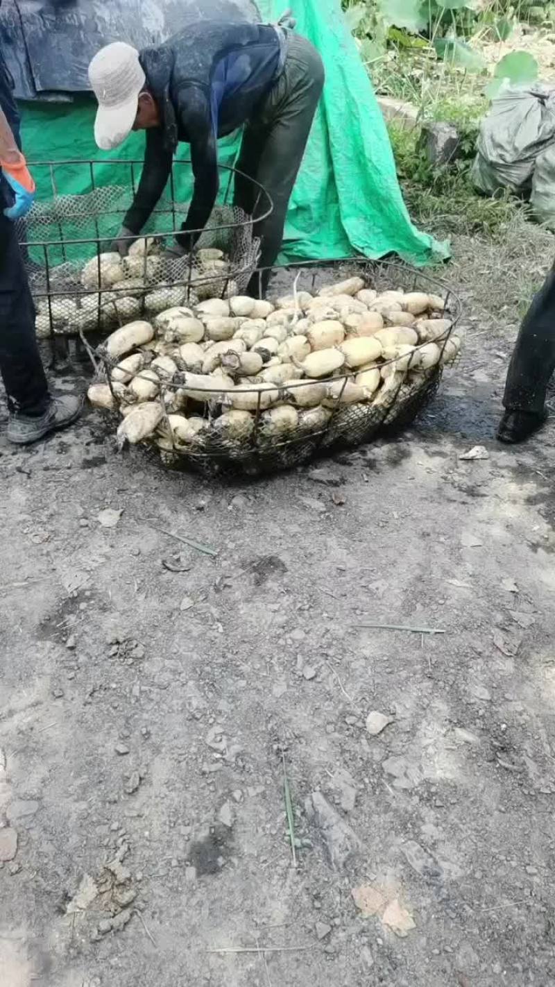 6号