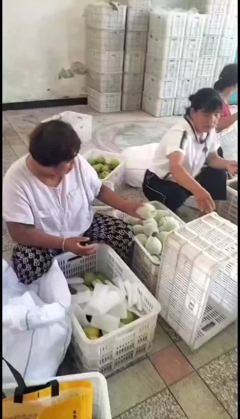 安徽省砀山县皇冠梨大量上市中，欢迎各地朋友前来采购。