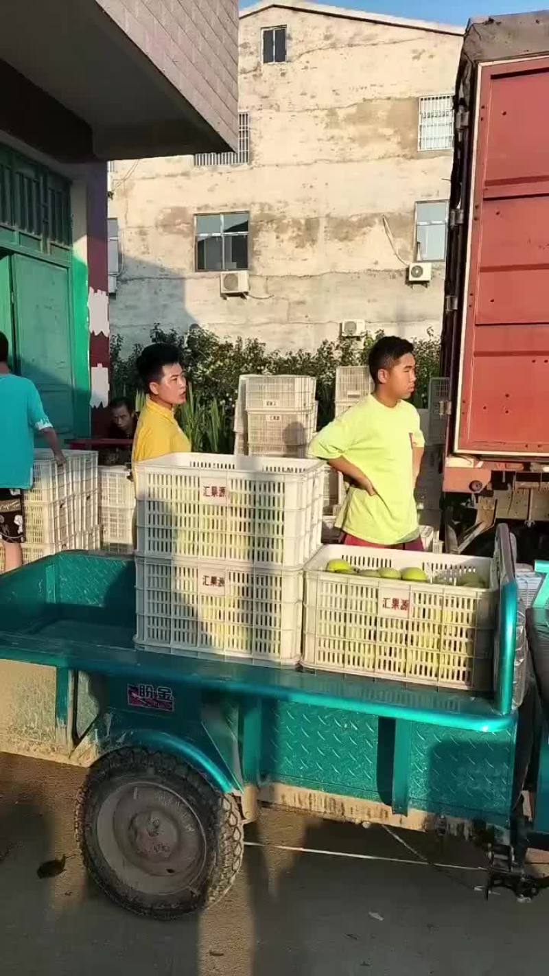 安徽省砀山县皇冠梨大量上市中，欢迎各地朋友前来采购。