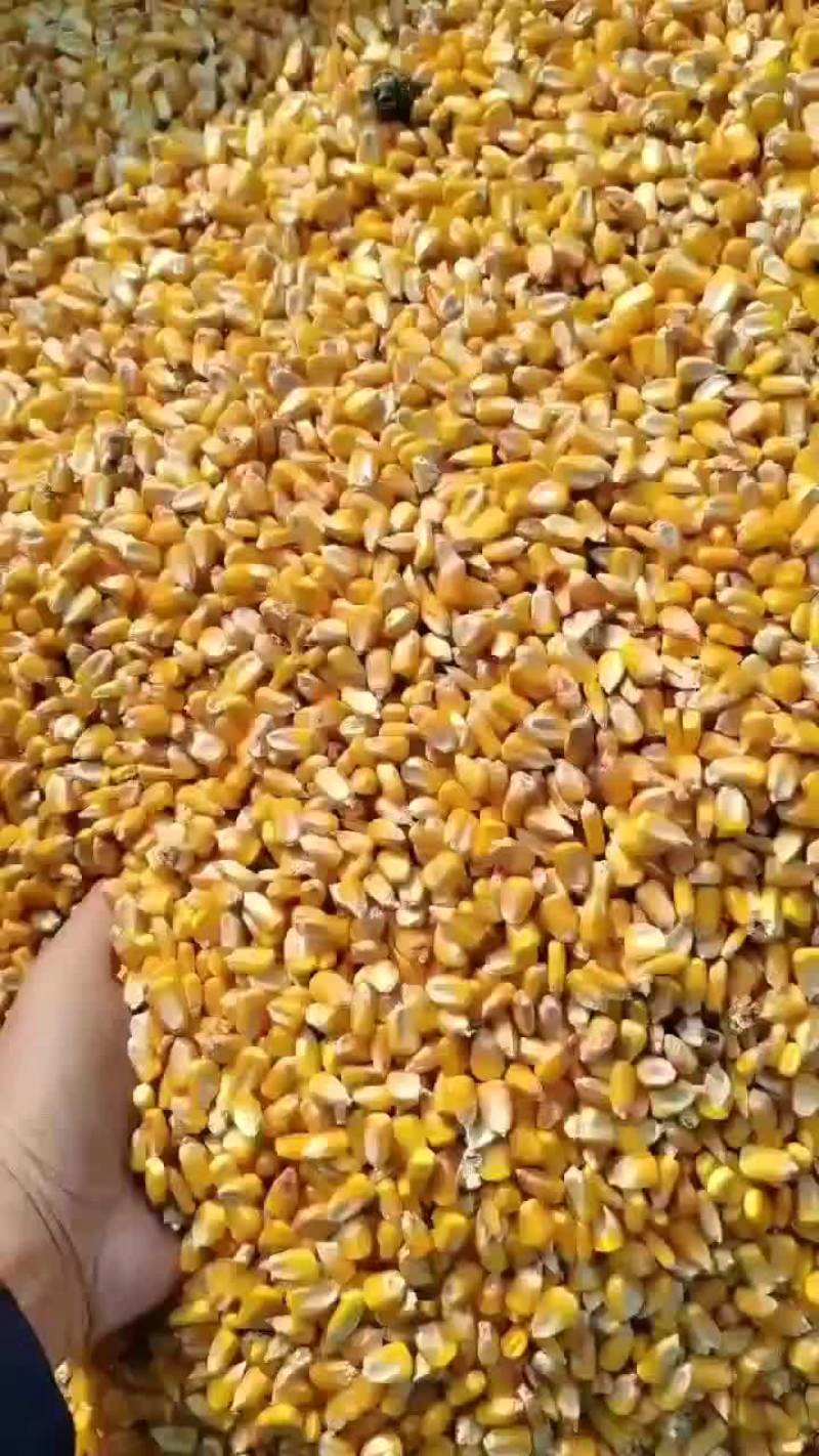 常年供应干玉米粒，供应加工厂及养殖场，品质一如既往，质量