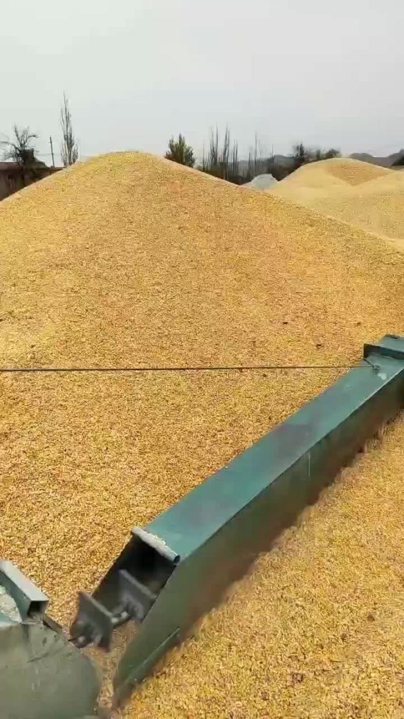 常年供应干玉米粒，供应加工厂及养殖场，品质一如既往，质量