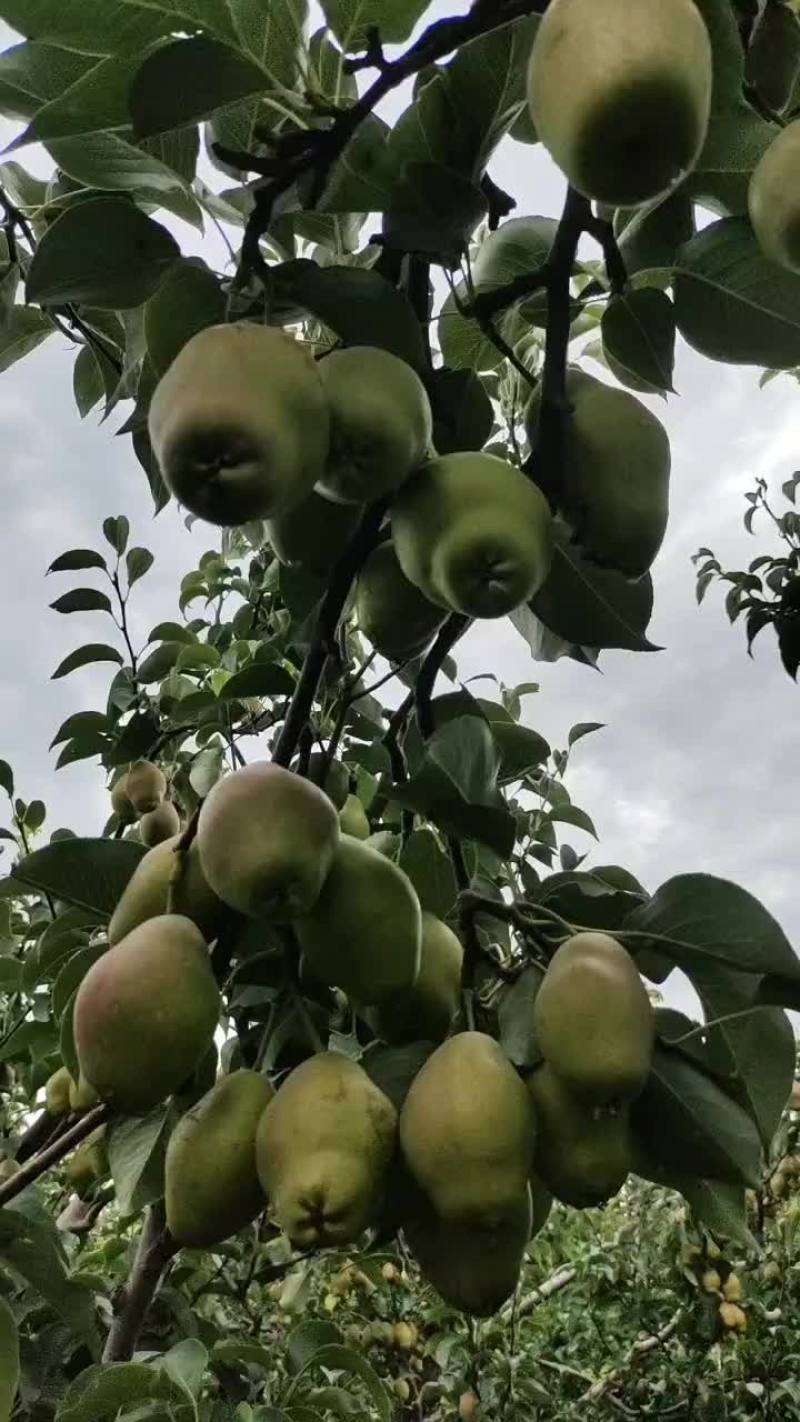 红香酥梨皮色好爆脆甜度高冷库货大量现货保证质量