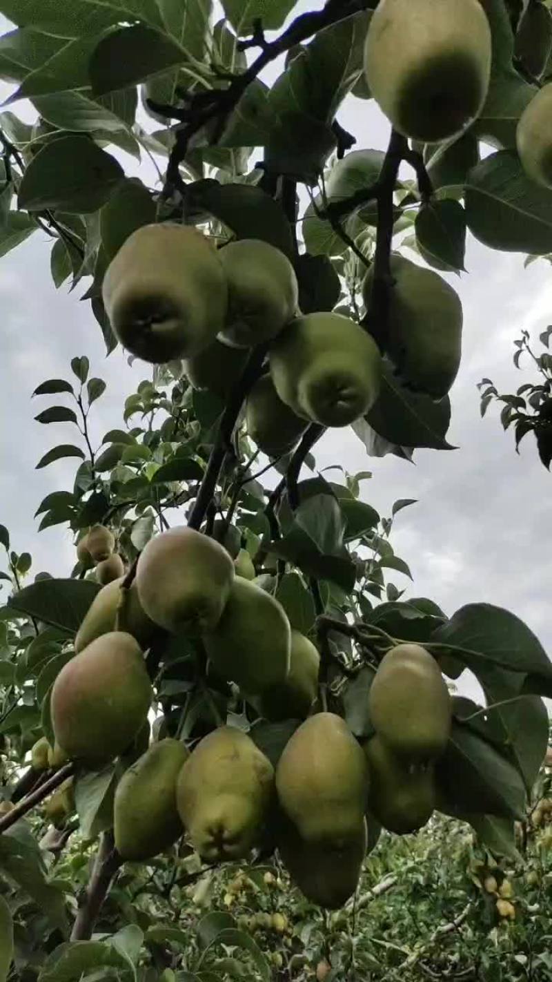 红香酥梨皮色好爆脆甜度高冷库货大量现货保证质量