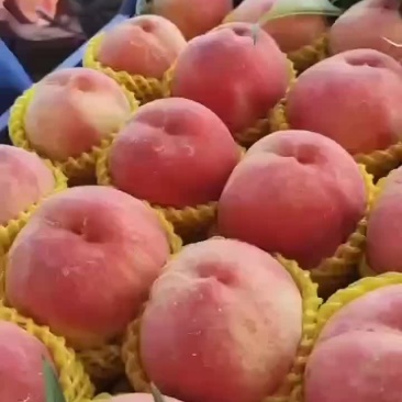 精品绿化久，个大色好，量大充足