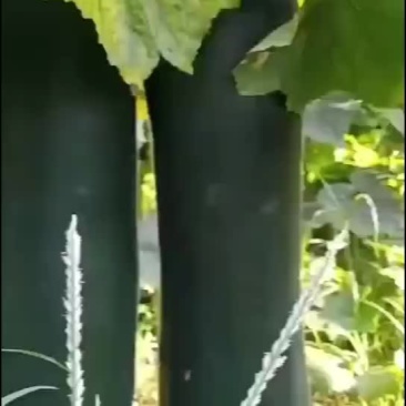 黑皮吊冬瓜