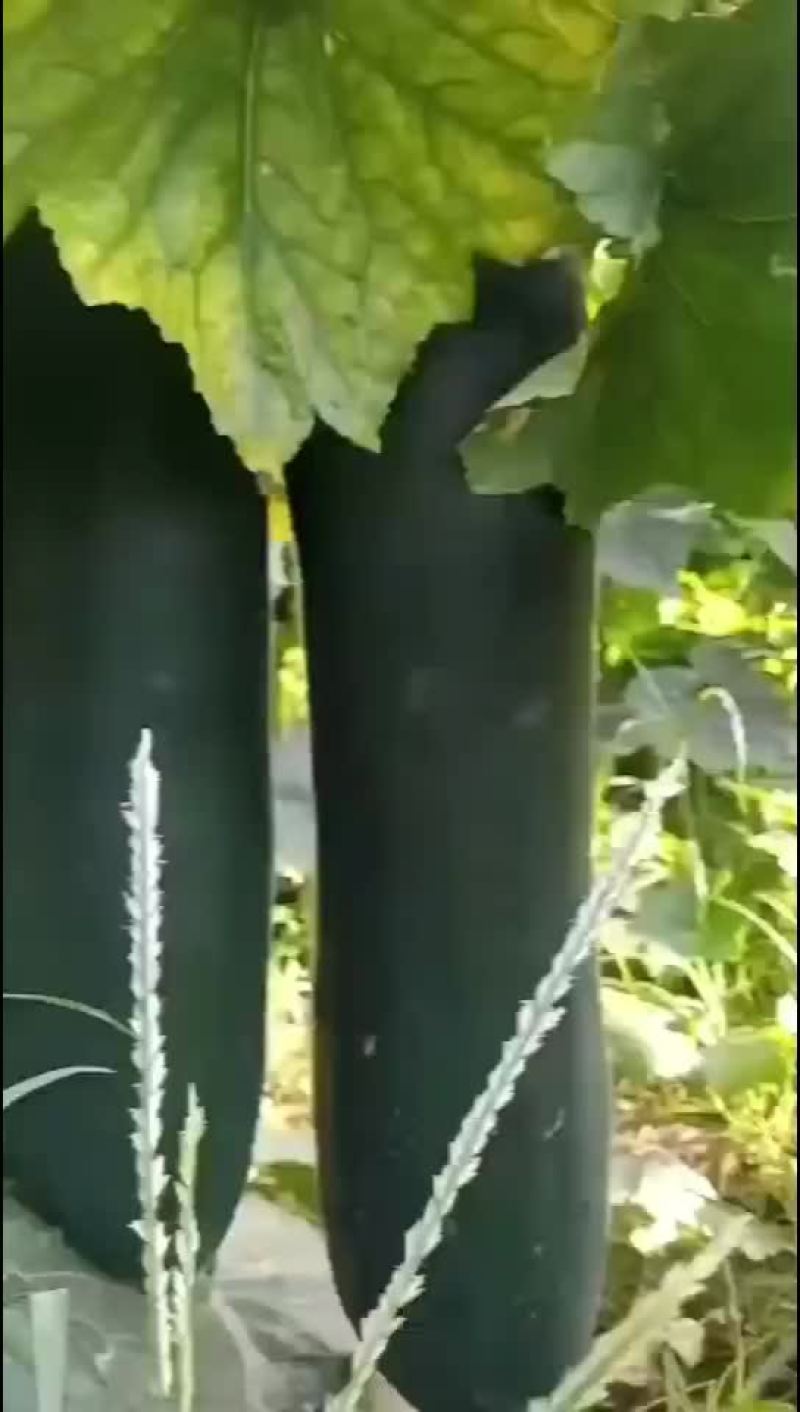 黑皮吊冬瓜