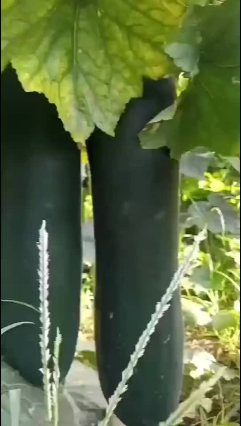 黑皮吊冬瓜