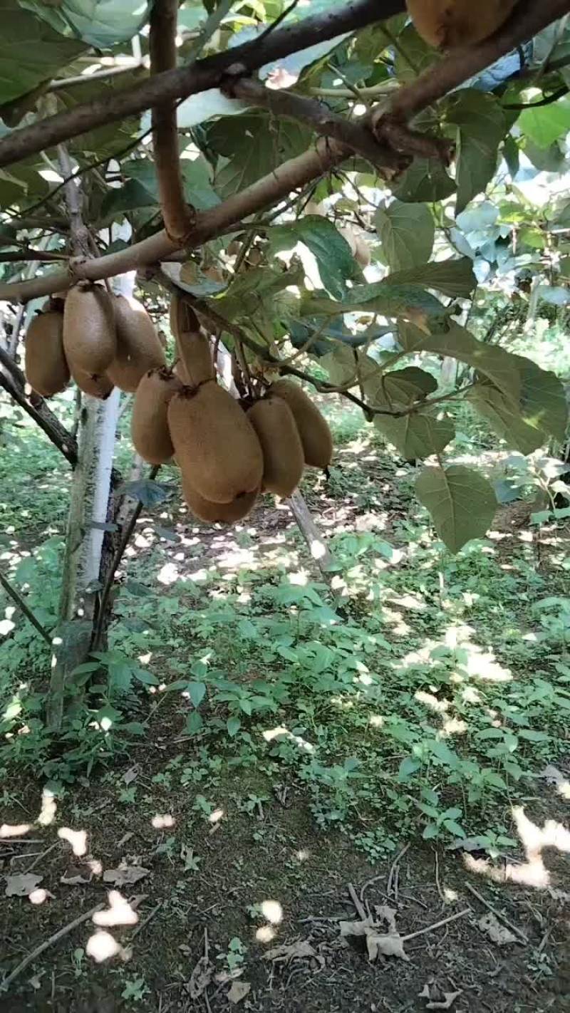 卖湘西米良一号猕猴桃